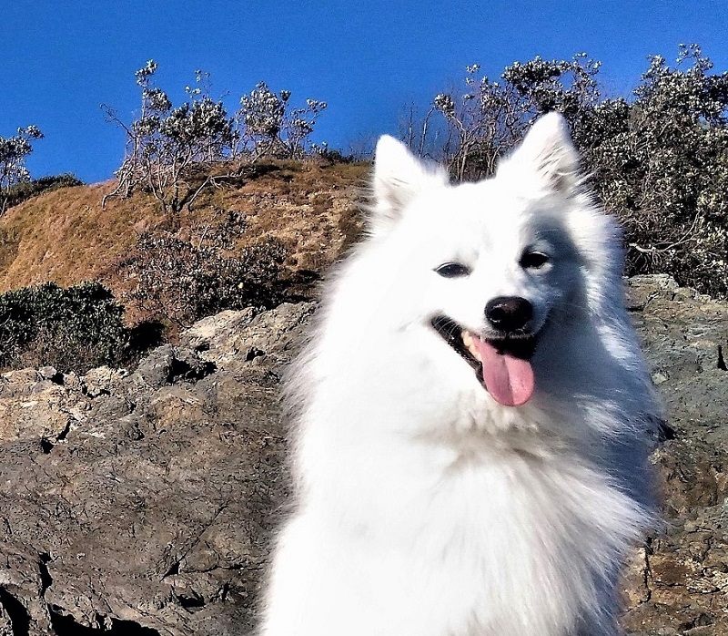 Our Mascot
